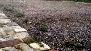 Мульча из шелухи подсолнечника