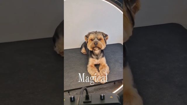 груминг бивер йорка смотреть онлайн