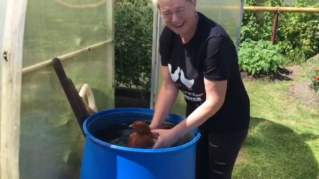 Как отучить курицу от гнезда. Лучший способ. смотреть онлайн