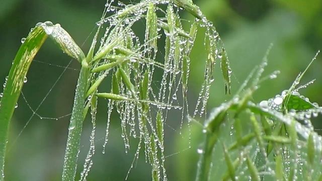 РЕЛАКС ДЛЯ СНА И УСПОКОЕНИЯ НЕРВОВ смотреть онлайн