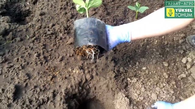 Высадка рассады огурца Вятич F1. Проливаем лунки перед высадкой смотреть онлайн