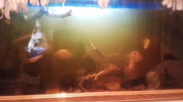 Мутная вода в аквариуме смотреть онлайн