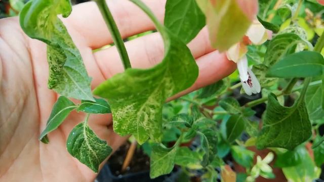 Белопероне вариегатный. Beloperone variegata смотреть онлайн
