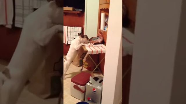 Sneaky Peanut!! #dog #thief #bulldog #funny #silly #cute #frenchbulldog