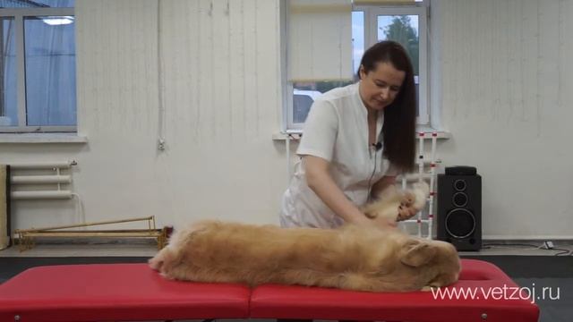 Классический массаж для собаки смотреть онлайн