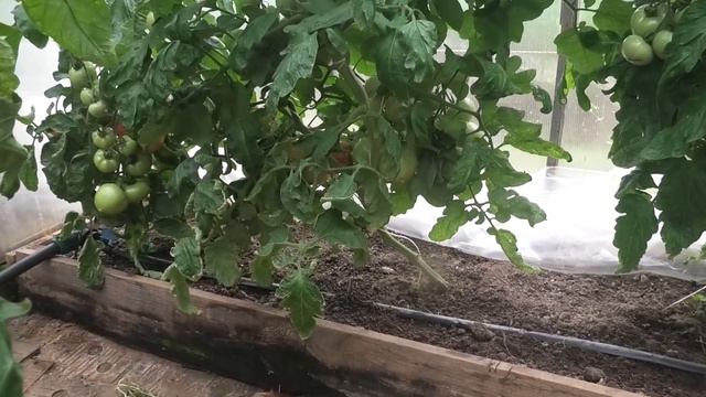 Начало массового плодоношения томатов смотреть онлайн