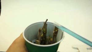 Укореняем черенки шелковицы: три секрета успеха / Rooting mulberry cuttings at home: three secrets