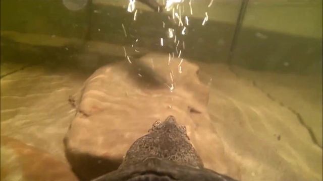 НЕ для слабонервных Каймановая Черепаха кормление Snapping turtle Underwater and feeding смотреть онлайн