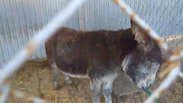 ЖУРАВЛИНО смотреть онлайн