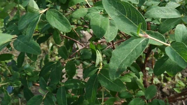 Украшения своими руками