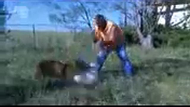 Комондор, все породы собак, 101 dogs. Введение в собаковедение. смотреть онлайн