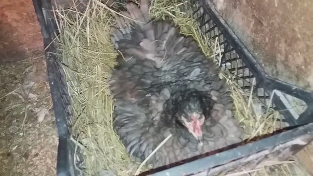 КУРОЧКА НАСЕДКА смотреть онлайн