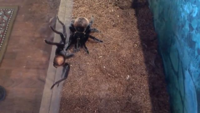 Любовь гигантов Вrachypelma vagans Спаривание птицеедов смотреть онлайн