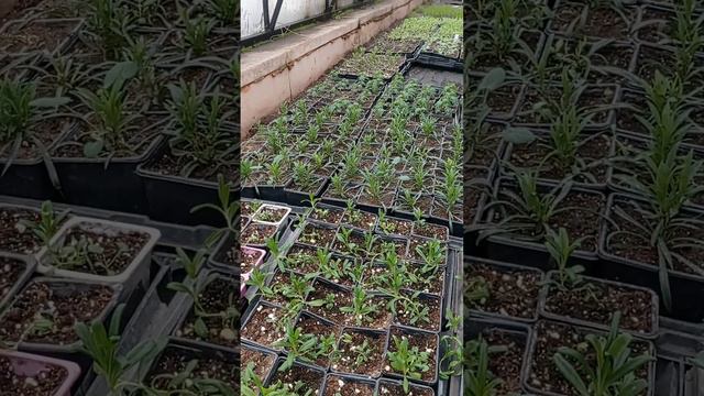 Растительный калейдоскоп