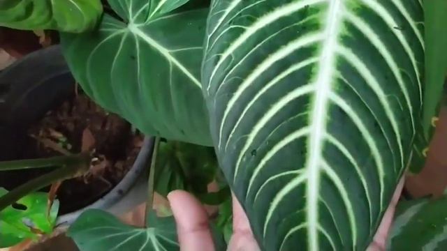 Foliage Love❤️My Fav Foliage Plants/Alocasia/ P. Gloriosum/ C. Lindenii/ Schismatoglottis & P. Mame