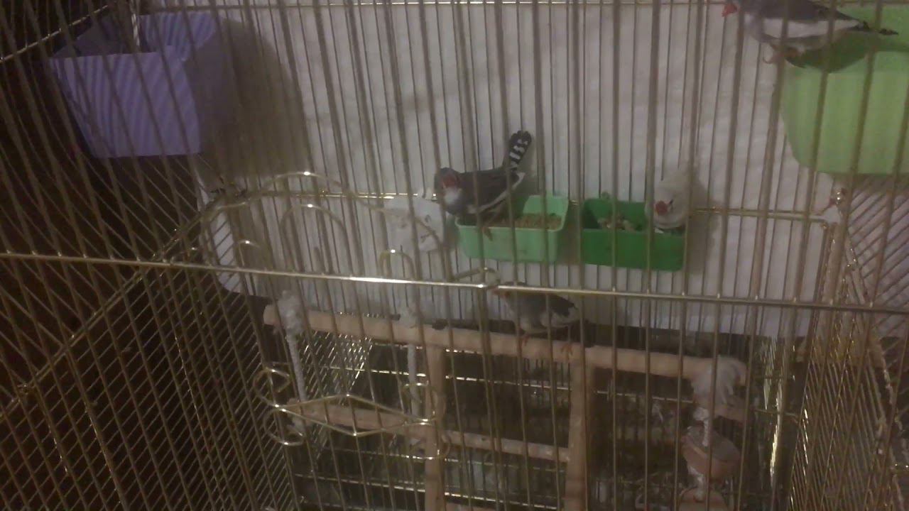 Неоплодотворенные яйца, убирать или нет и зачем они нужны? смотреть онлайн