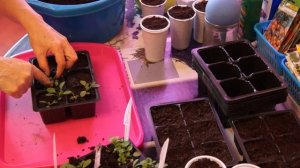 Пикировка КОРЕОПСИСА многолетнего и однолетнего  ЧАСТЬ, 3