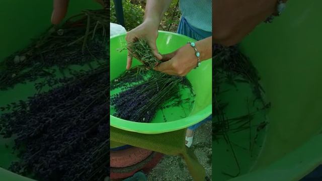 Пучки лаванды, формируем на сушку - Лавандовый домик Евпатория смотреть онлайн