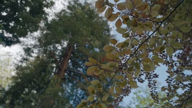 Стихотворение "О счастье мы всегда лишь вспоминаем" Бунин Иван смотреть онлайн