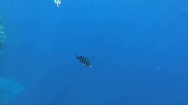 Платный пляж Reef Beach в Шарме смотреть онлайн