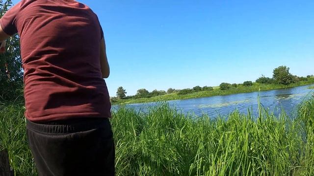 Сколько карася собралось в этих кувшинках? Ловля на поплавочную удочку