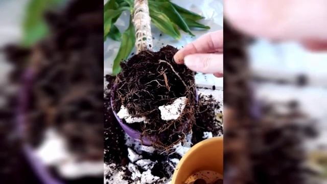 Драцена лайм. Спасение смотреть онлайн