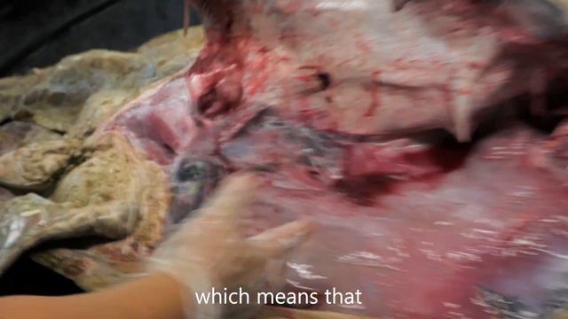 Shocking Green Sea Turtle Autopsy смотреть онлайн