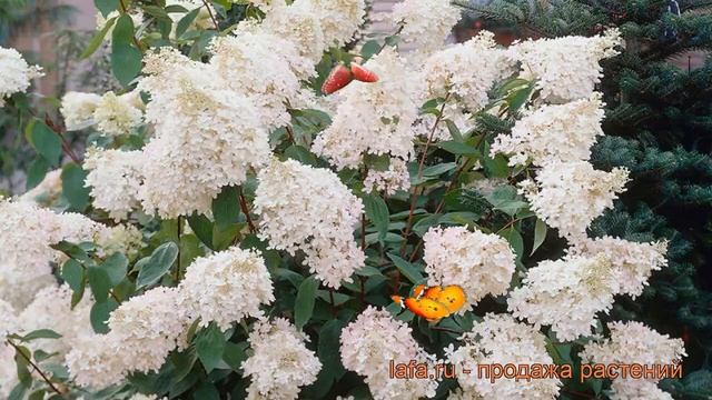 Гортензия древовидная Грандифлора (grandiflora) ? обзор: как сажать, саженцы гортензии Грандифлора смотреть онлайн