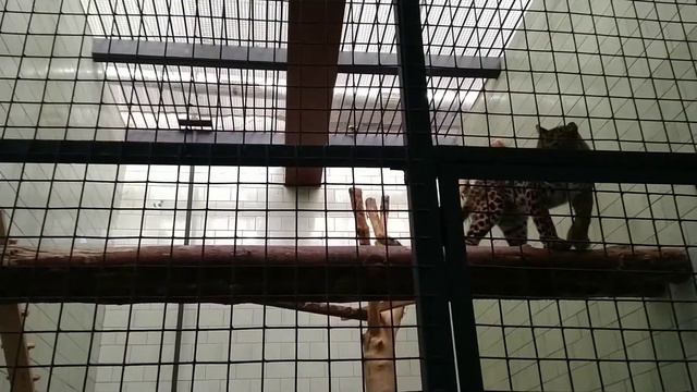 День рождения в зоопарке смотреть онлайн