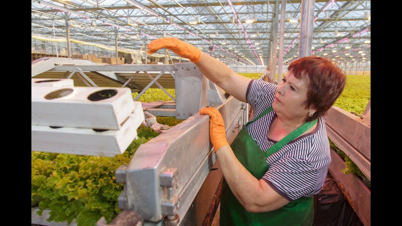 Овощевод Елена Сучилина: В совхозе надо работать, ленивым в «Тепличном» делать нечего смотреть онлайн