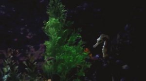 Как плавают морские коньки 💜