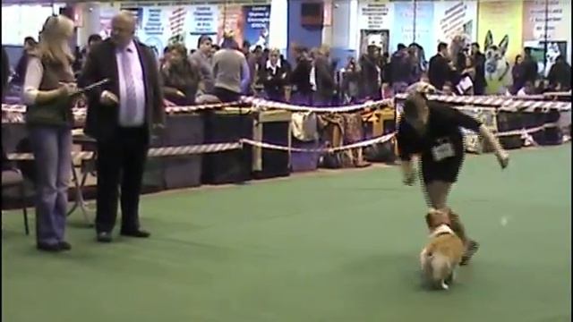 выставка 16.02.13 в Кишиневе смотреть онлайн