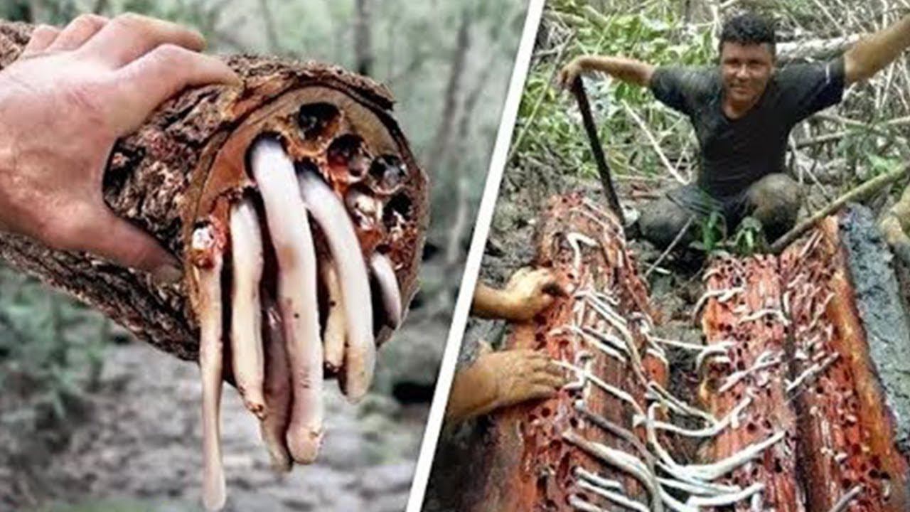 Невероятные Факты Об Индии, о Которых Вы Не Знали смотреть онлайн