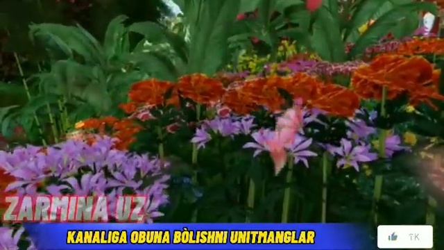 Yetaklashib jannatga kirsak//Ta'sirli she'r#Zarmina#uz смотреть онлайн