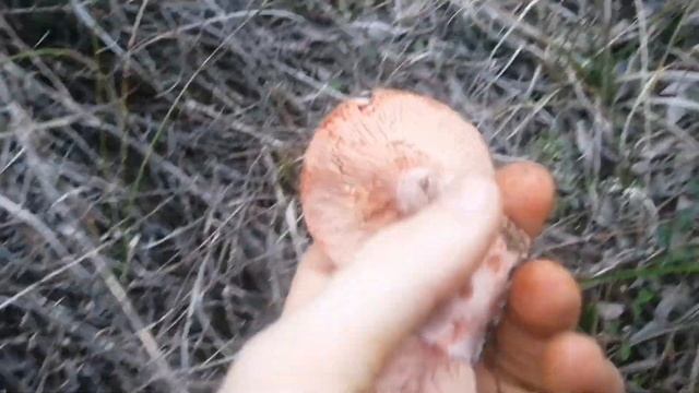 Çam melkisi bolluğu. Kanlıca, Çam melkisi, Çıntar (Lactarius deliciosus, Lactarius sanguifluus) смотреть онлайн