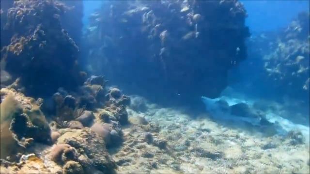 Куба Дайвинг. Cuba Diving смотреть онлайн