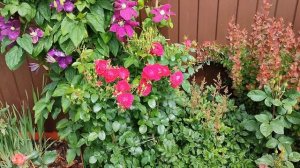 Роза Домэн дэ Сэн Жан де Борегар в Подмосковье