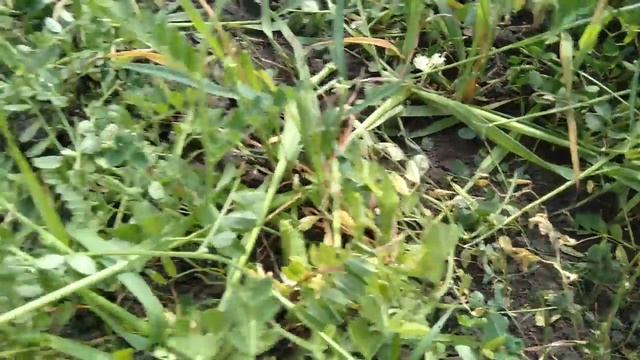 посадка под фрезу 45-50 дней смотреть онлайн