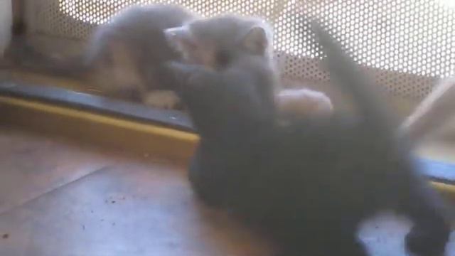 2010 minimew and non standard minimew worlds shortest munchkin cats смотреть онлайн