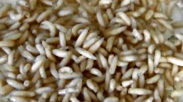Личинки мясной мухи смотреть онлайн