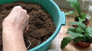 Стрептокарпусы. Пересадка и фитильный полив