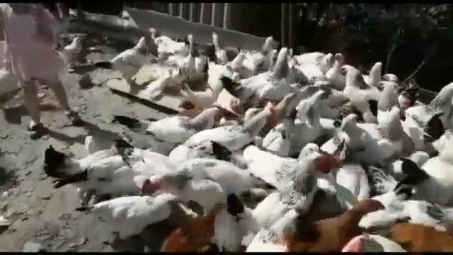 ЗАГОТОВКА МЯСА? /НА ЗИМУ ПО ЦЫГАНСКИ ? смотреть онлайн