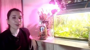 Мои секреты успешного содержания аквариумных креветок неокаридин, уход и разведение!