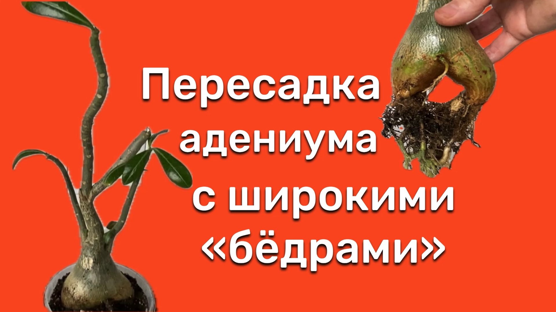 Ах, какие у вас чУдные формы! Для вас нужен овальный горшок! Пересадка адениума. 11 июля 2024 г. смотреть онлайн