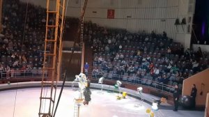 #ДИКАЯ ПЛАНЕТА#Цирковое представление#