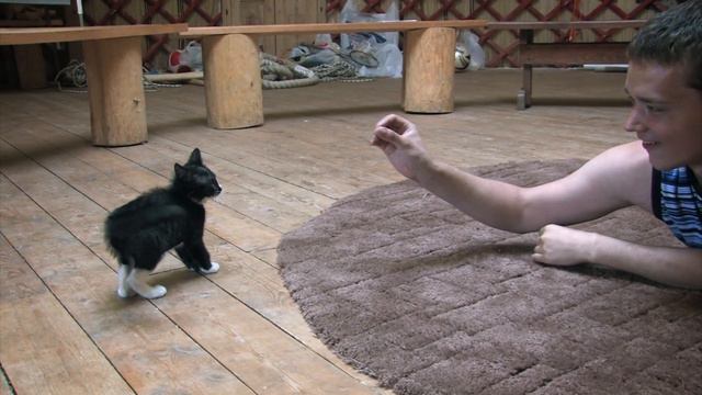 Кошка против "змеи".mp4 смотреть онлайн