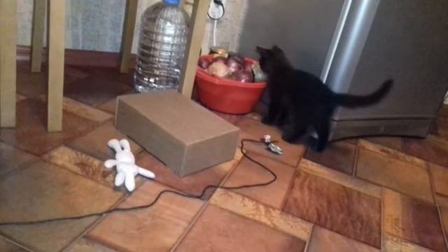 котик бесится с коробкой и шнурком. ржака.приколы (смешные коты) смотреть онлайн