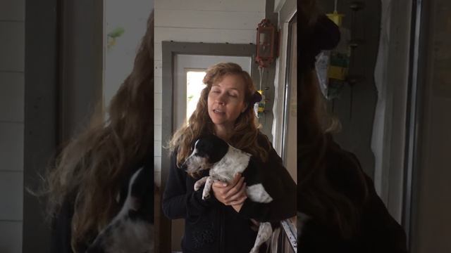 Using Reiki To Deal With Animal Cruelty Anger | Animal Reiki Source