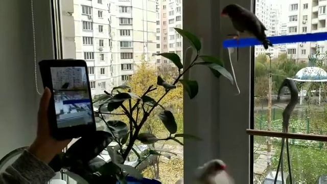 #amadina Пение самца амадин с телефона смотреть онлайн
