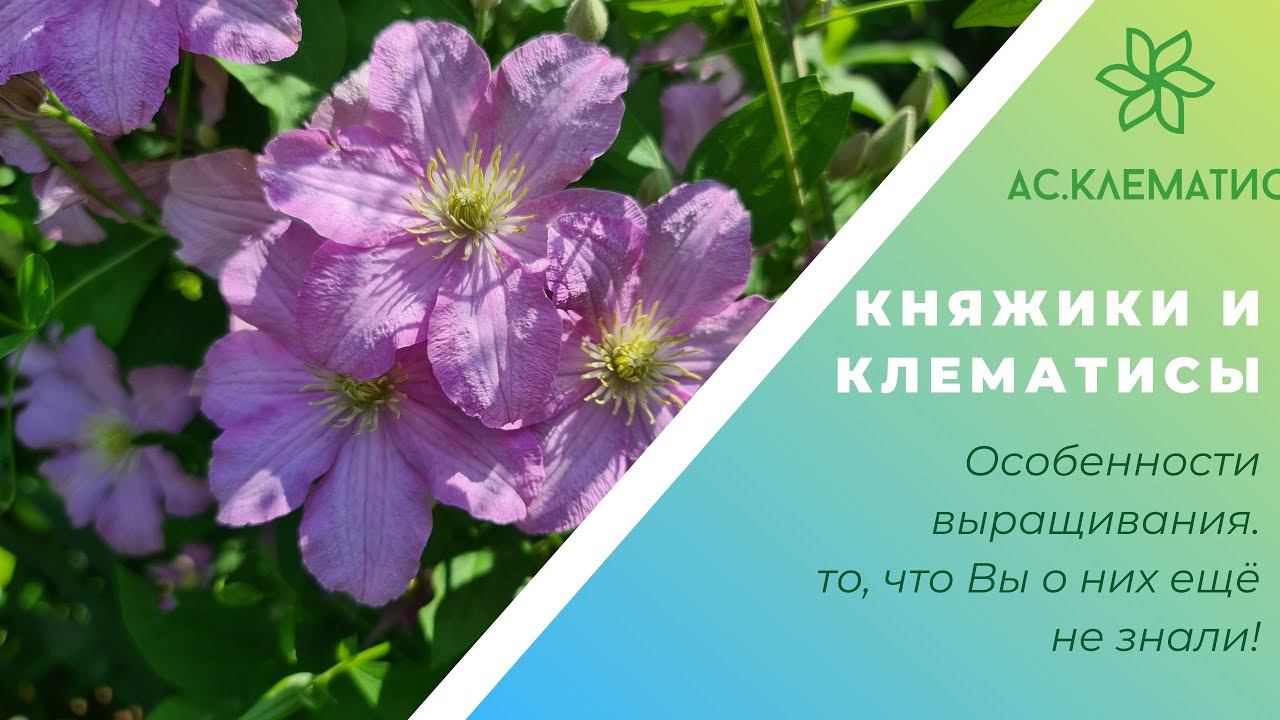 КНЯЖИКИ и КЛЕМАТИСЫ l Особенности Выращивания l То, что Вы о них ещё не знали! смотреть онлайн